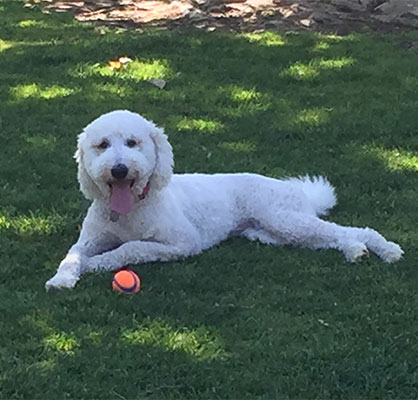 Lacey Lacey off leash