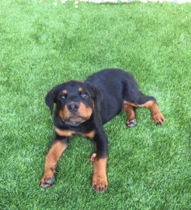 off leash puppy training