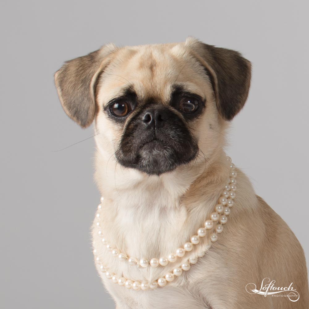 Izzy trained by Be Free Dog Training and Linda Mallut