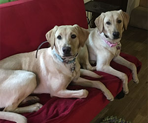 Luna and Stella review training 2 dogs at one time