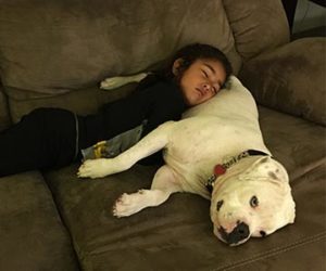 dogs trained to interact with the family